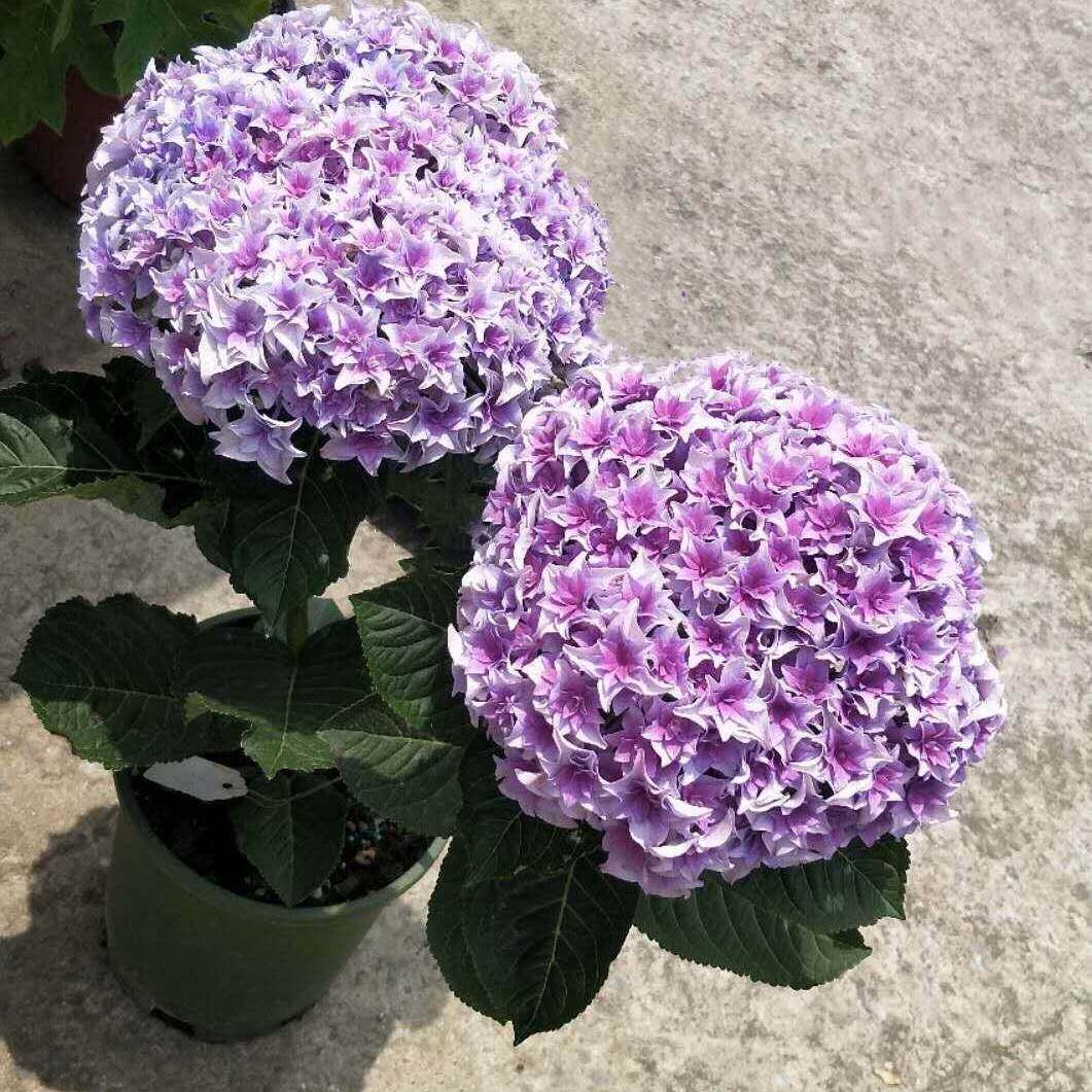 枫雪园艺  列车沙龙/列车 进口绣球花苗扦插苗一加仑大苗