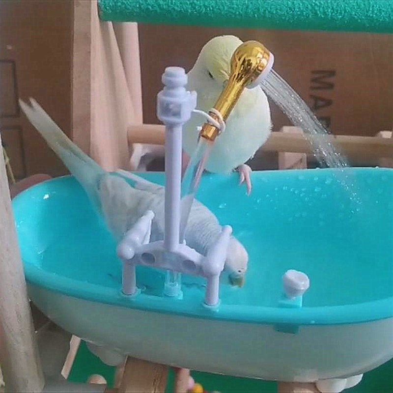 仓鼠青蛙乌龟鹦鹉文鸟小宠物洗澡沐浴浴缸浴室浴房浴盆电动喷水,宠物/宠物食品及用品,浴房/厕所,淘宝优惠券,粉丝福利购,淘宝优惠卷