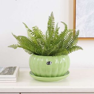 北欧陶瓷花盆大口径简约创意南瓜带托盘家用矮胖圆形绿萝兰花彩色