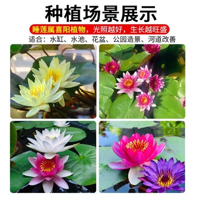 池塘睡莲花鱼缸睡莲根块带芽苞四季盆栽水培植物庭院大小睡莲花苗