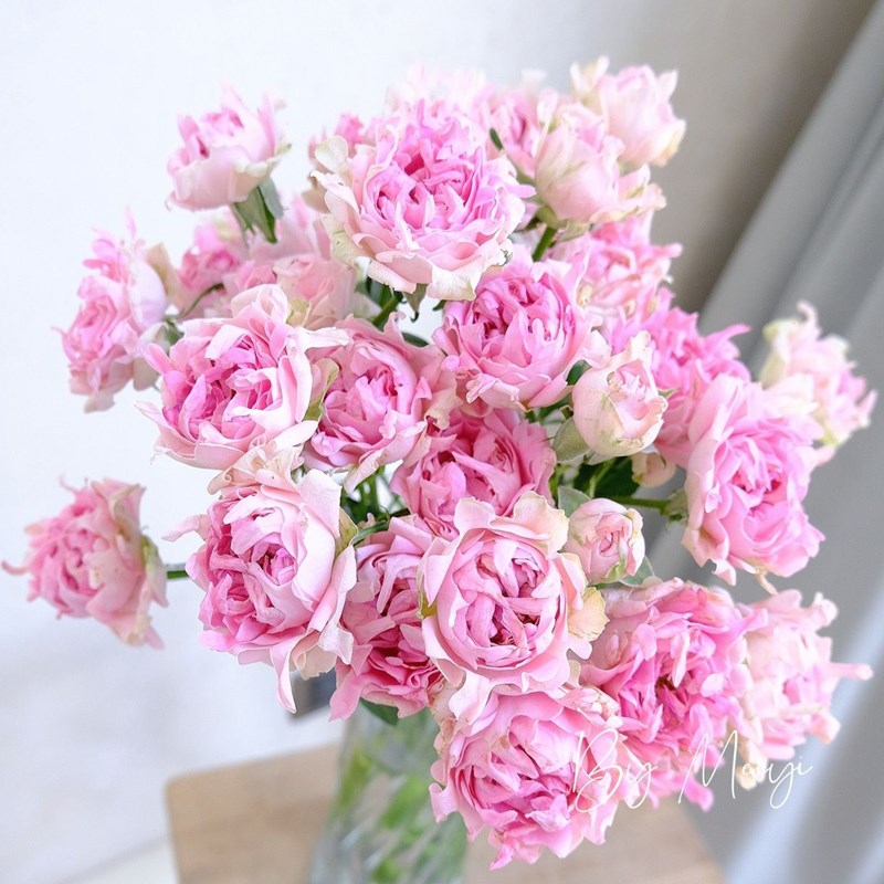 海葵海的女儿新品切花玫瑰月x季花苗多头开花抗病勤花耐寒花卉植