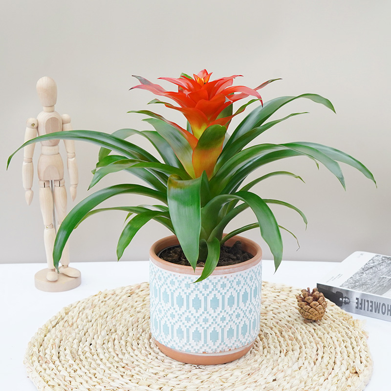 鸿运当头红星凤梨盆栽红运当头千禧星办公K室桌面开花植物同城配