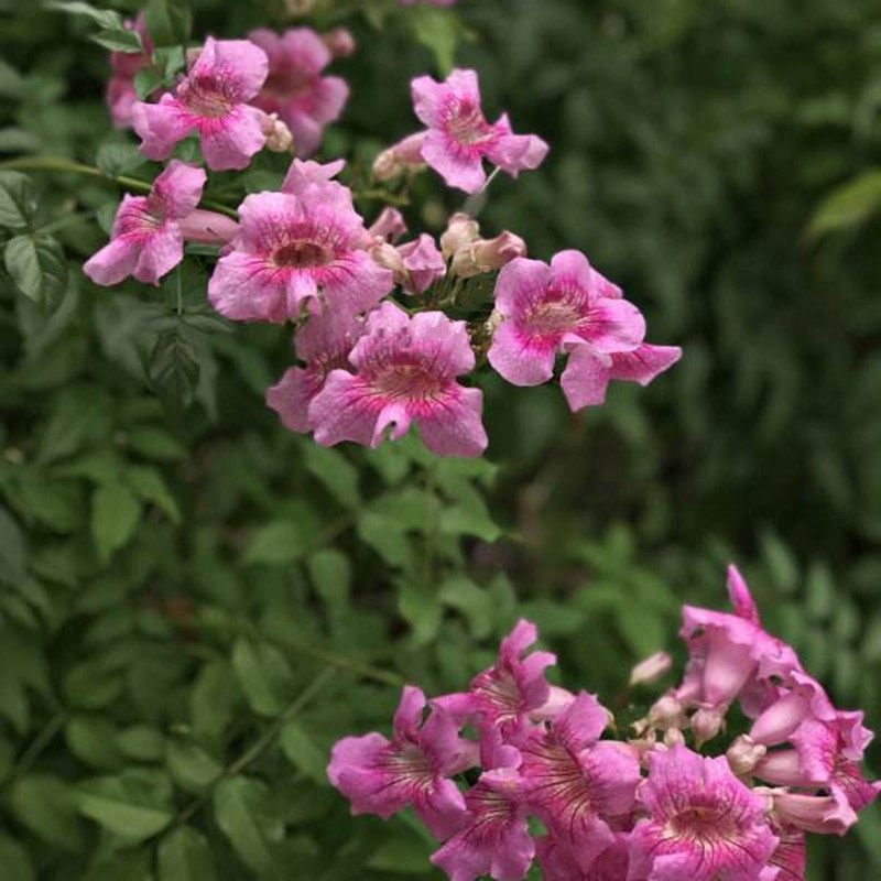 凌霄花苗爬藤植物阳台花园室外攀援花卉粉色紫云藤非洲凌霄花大苗,鲜花速递/花卉仿真/绿植园艺,时令草本花卉,淘宝优惠券,粉丝福利购,淘宝优惠卷