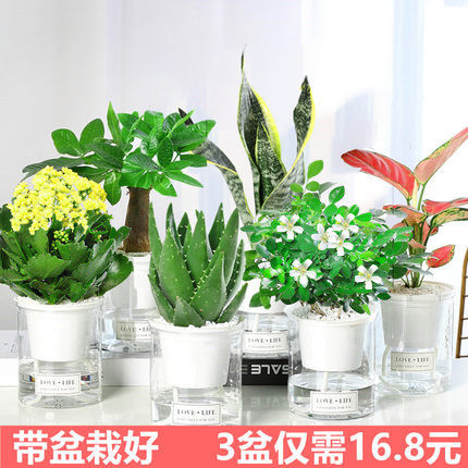 多肉植物水培绿萝办公室内好养发财树绿植栀子花卉桌面小盆栽芦荟