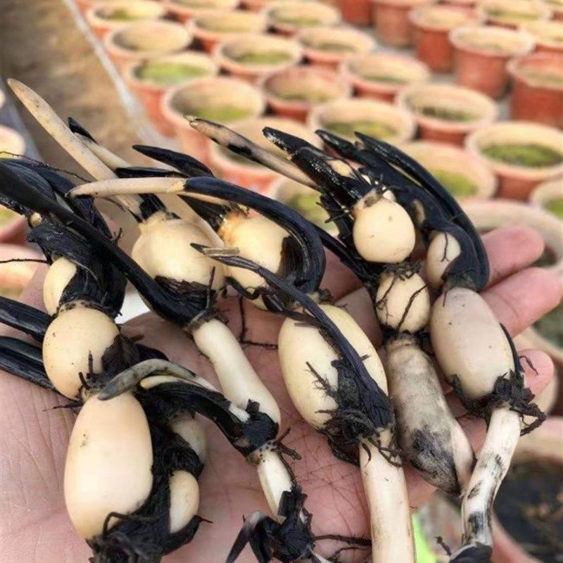 微型碗莲种藕迷你小型荷花苗根茎藕鞭室内外观赏水生植物莲花盆栽