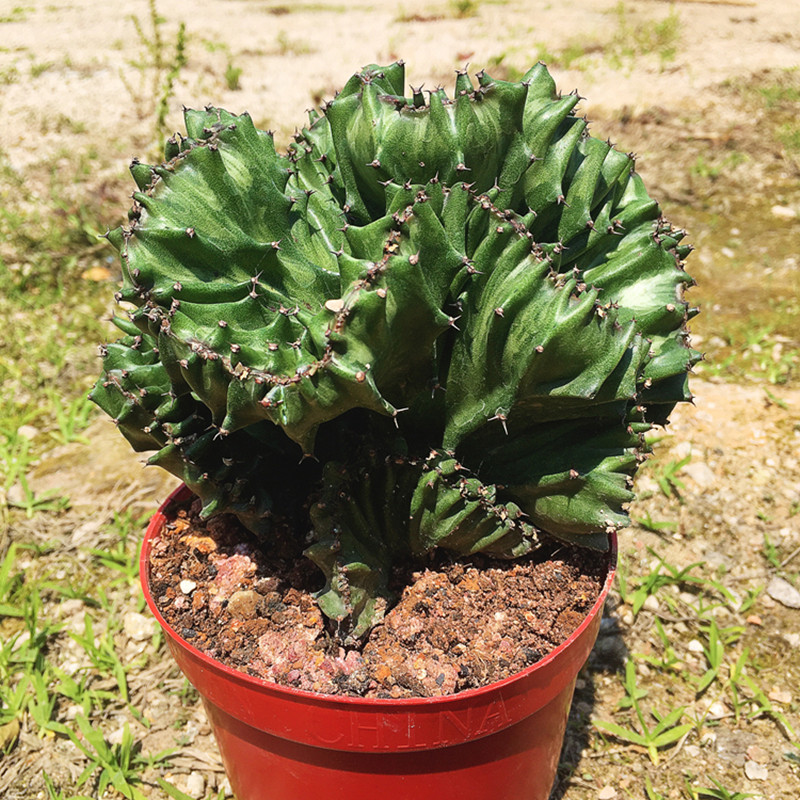 玉麒麟盆栽仙人掌绿植彩色 麒麟多肉植物