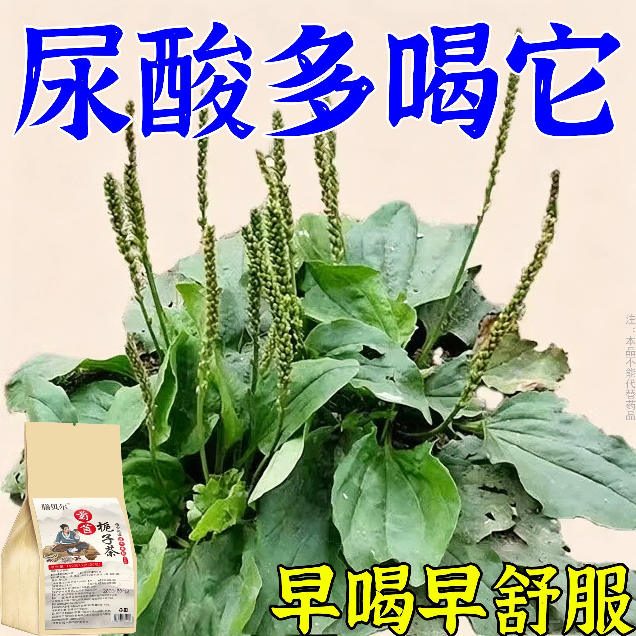栀子菊苣茶尿酸高尿酸痛风石结晶脚趾肿痛草本萃取通用中草药茶