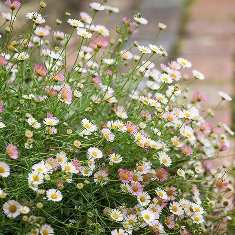 墨西哥飞蓬草盆栽 西班牙小雏菊宿根多年生庭院野趣开花植物山野