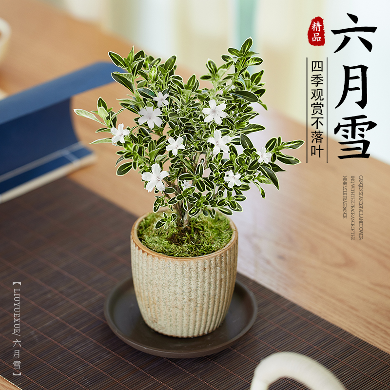 六月雪盆景室内老桩小盆栽植物四季开花卉好养活客厅桌面绿植摆件