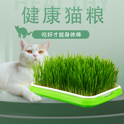 猫草盆栽小麦粒无土水培懒人育苗盘种植成幼猫薄荷自己种猫咪零食
