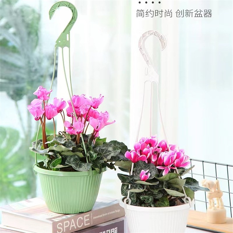 多肉盆垂吊塑料吊篮花盆吊兰盆悬挂壁挂式吊篮绿萝吊篮盆栽小吊篮