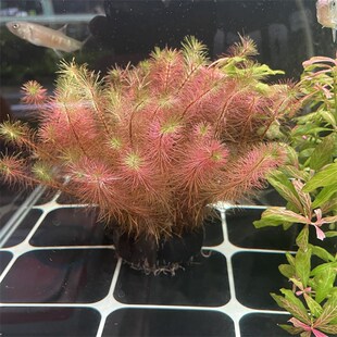 雪心兰火焰紫丁香红松尾鱼缸水草造景坨草带水草泥栽好懒人造景