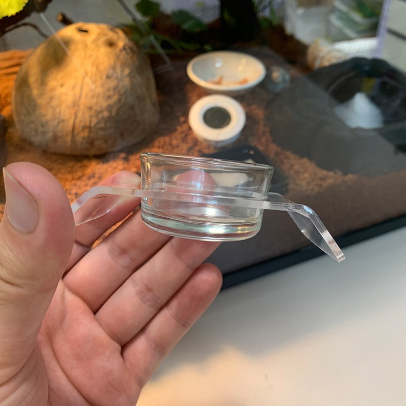 睫角守宫果泥碗托蜘蛛蝎子昆虫玻璃水碗食盆防倾倒托盘亚克力材质