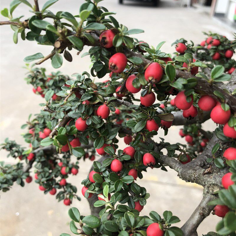 绿植盆栽 荀子 老鸦 籽播龙桔豆 盆景素材 阳台办公室 四季常青,鲜花速递/花卉仿真/绿植园艺,造型盆景,淘宝优惠券,粉丝福利购,淘宝优惠卷