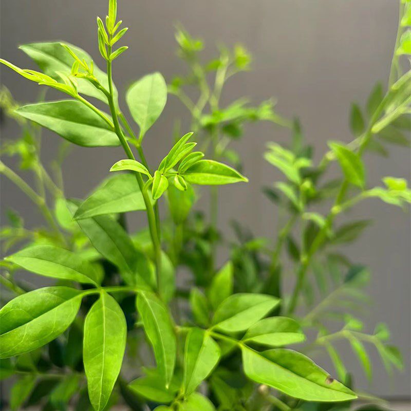 夏季新宠九星叶鲜花鲜切枝百搭花材清凉一抹绿配叶有格调花瓶插花图片
