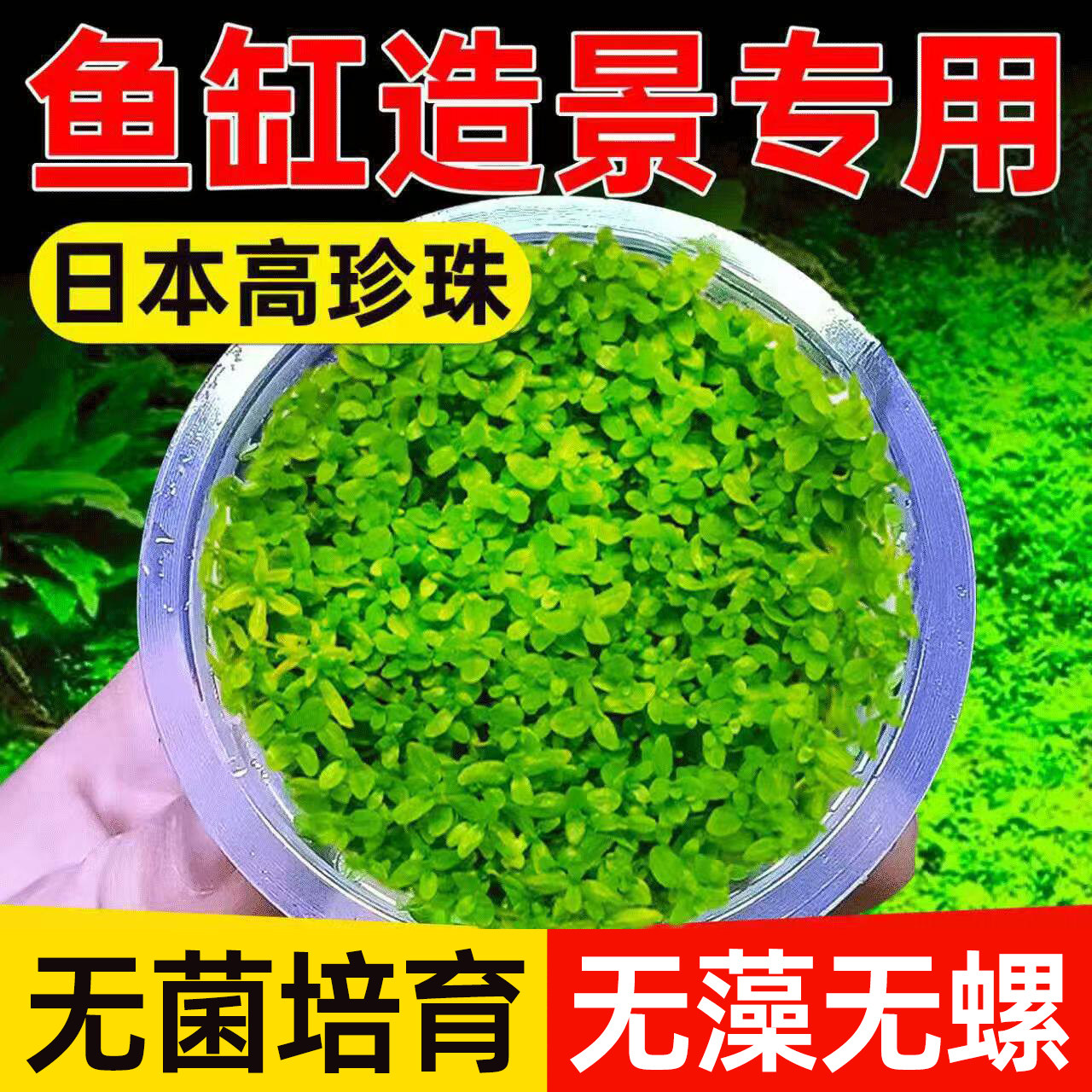 日本高珍珠水草植物缸真草造景生态全套摆件养鱼铺底水培净化绿植