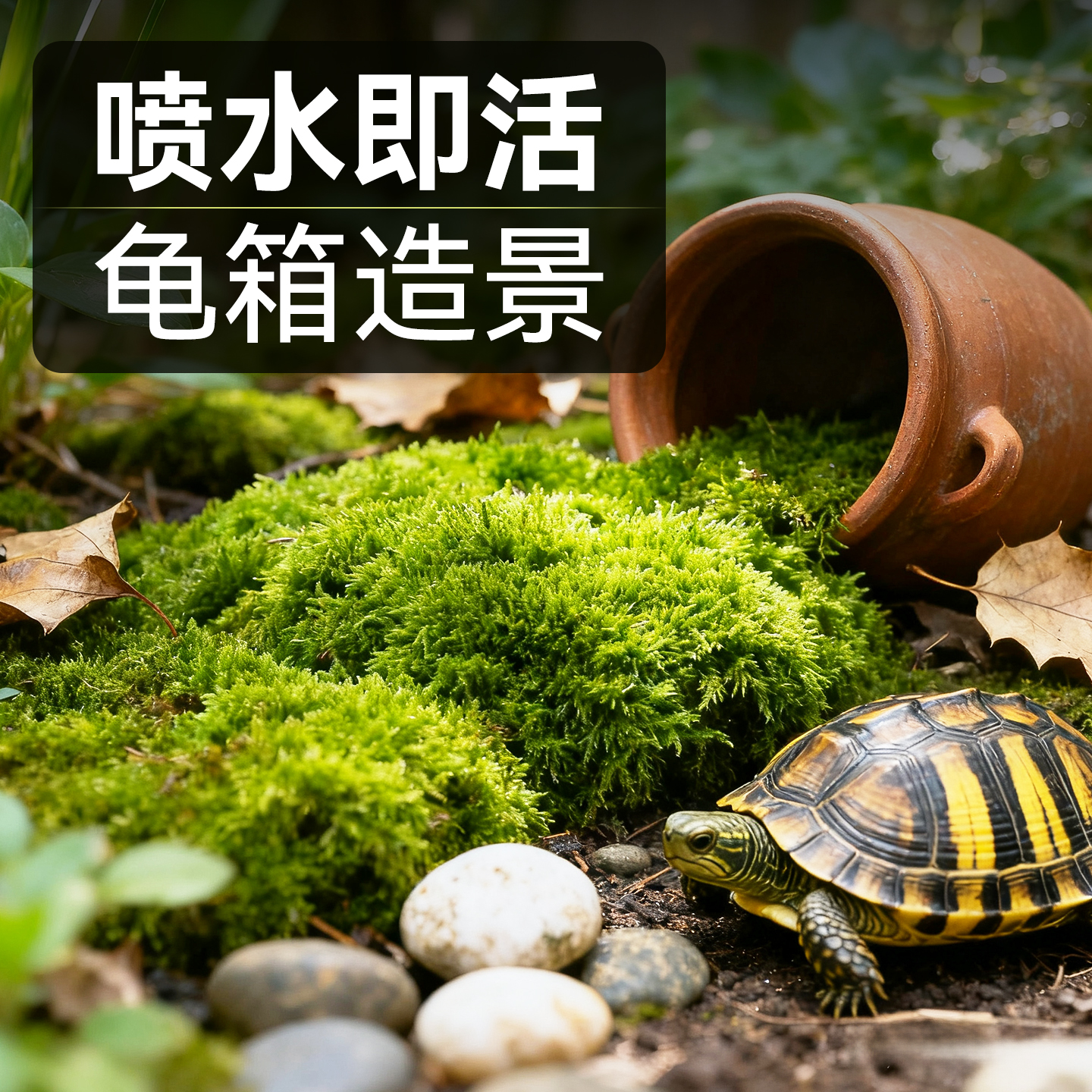 苔藓微景观乌龟水陆缸生态造景植物青苔白发藓大灰藓饲养箱绿植