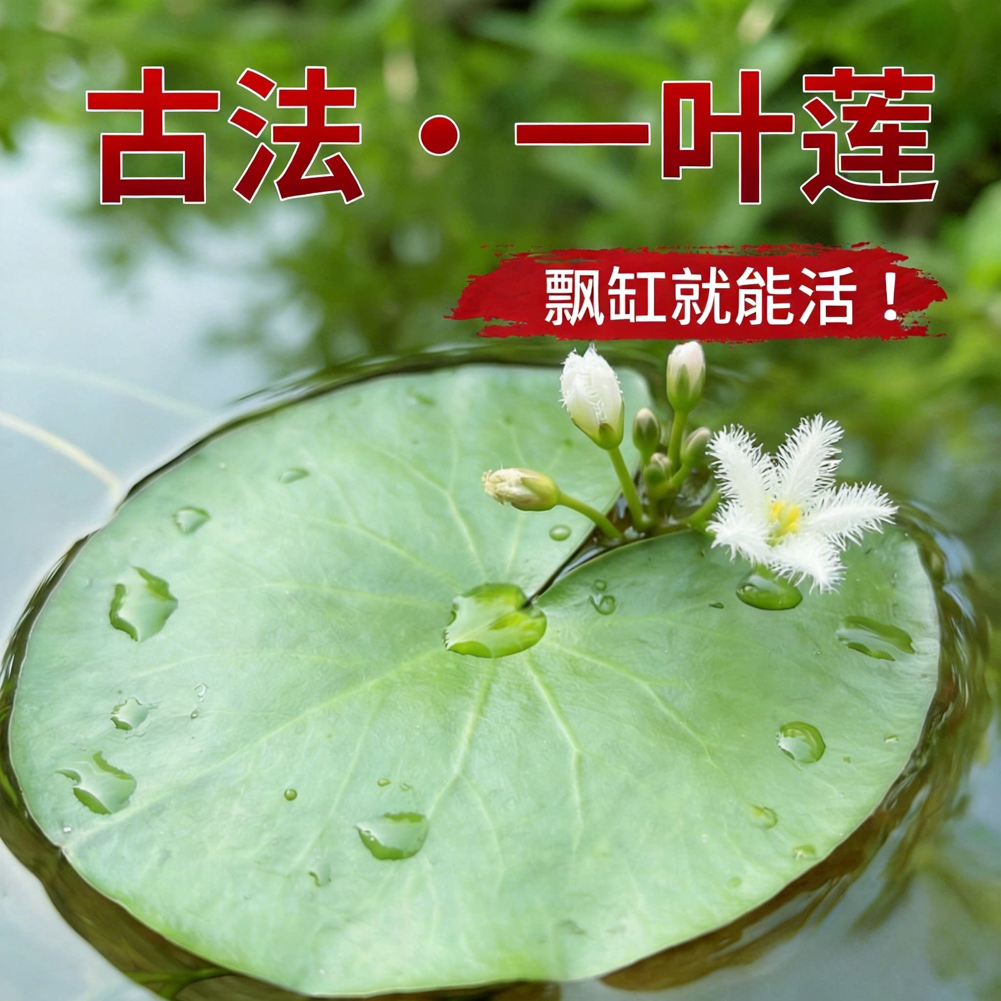 一叶莲睡莲水草碗莲带花苞浮萍古法养鱼植物迷你绿植开花水培制氧