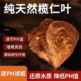 免煮天然榄仁叶斗鱼鱼缸ph调节剂酸碱度养龟龙眼叶套餐懒人叶造景