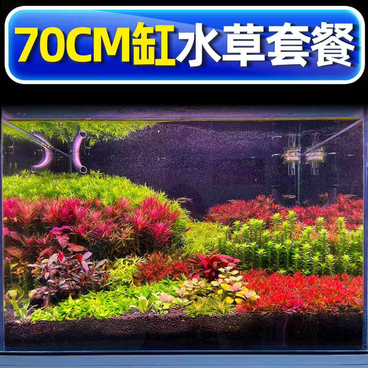 海洛伊荷兰景专业水草套餐搭配