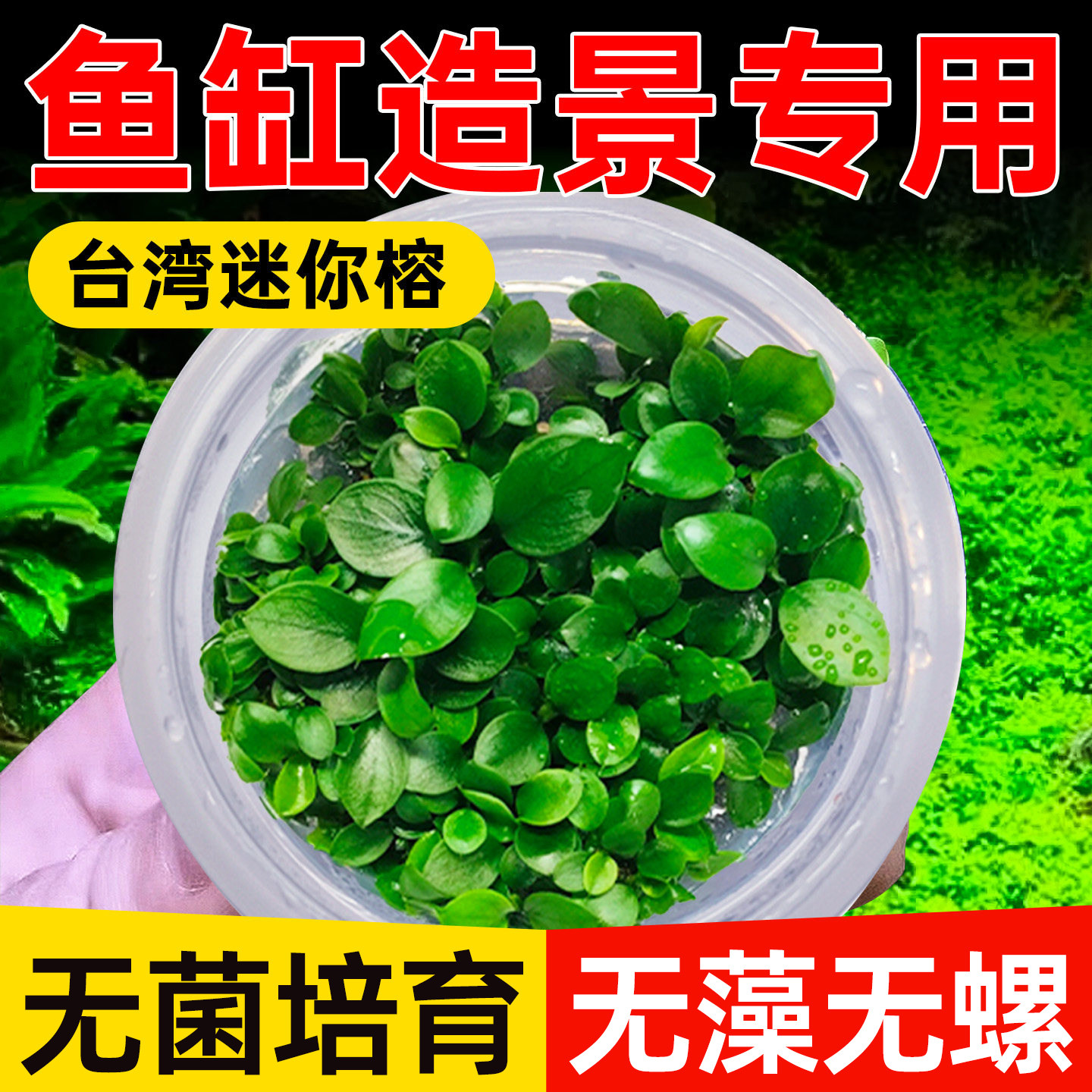 台湾迷你榕水草植物铺底鱼缸真草造景养鱼增氧阴性水培净化绿植
