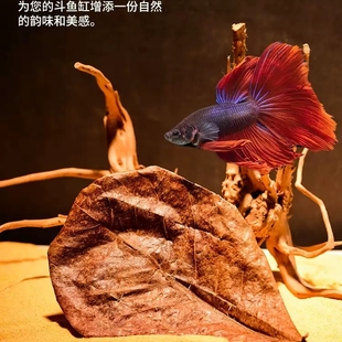 免煮天然榄仁叶斗鱼鱼缸ph调节剂酸碱度养龟龙眼叶套餐懒人叶造景