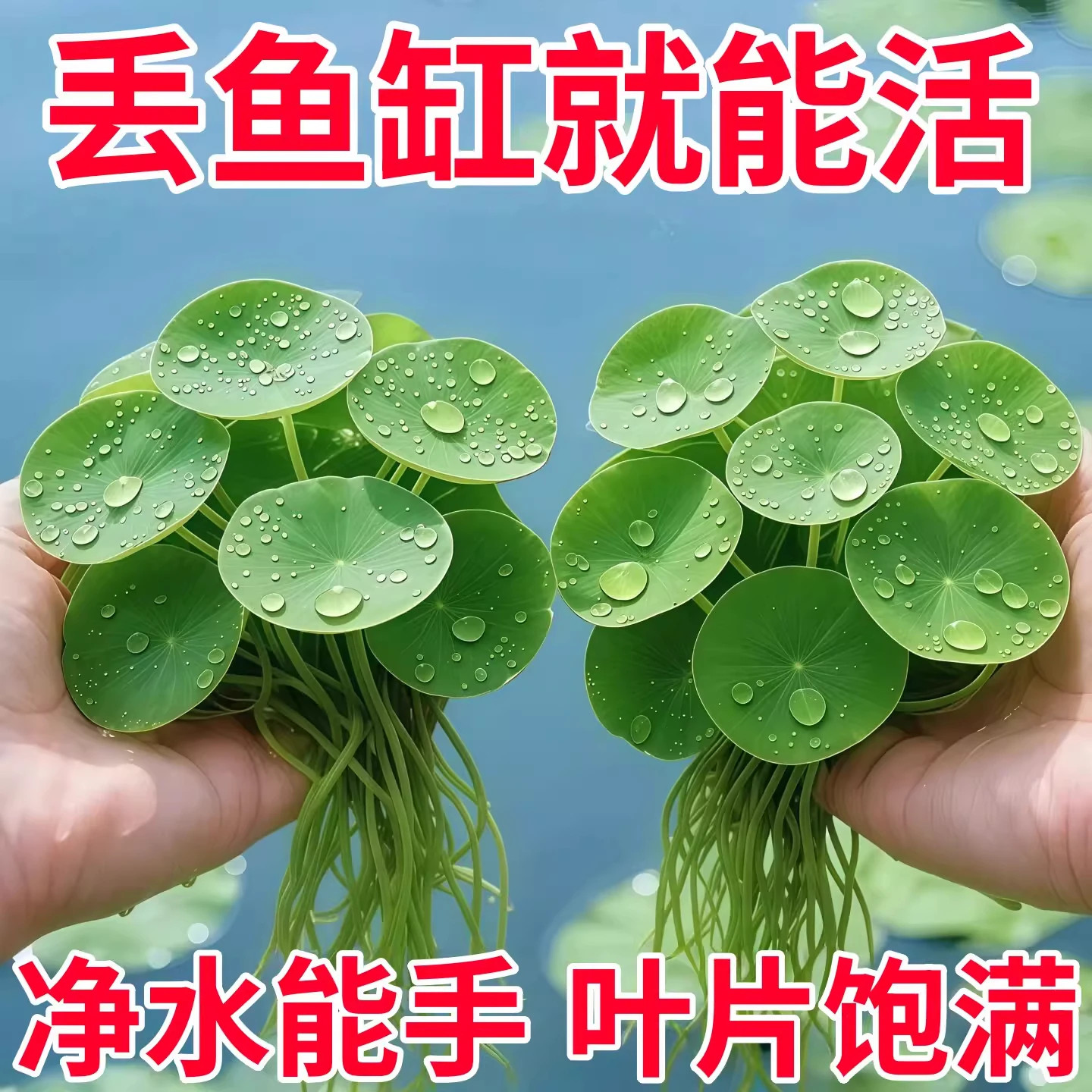 鱼缸造景圆心浮萍水草净水增氧图片