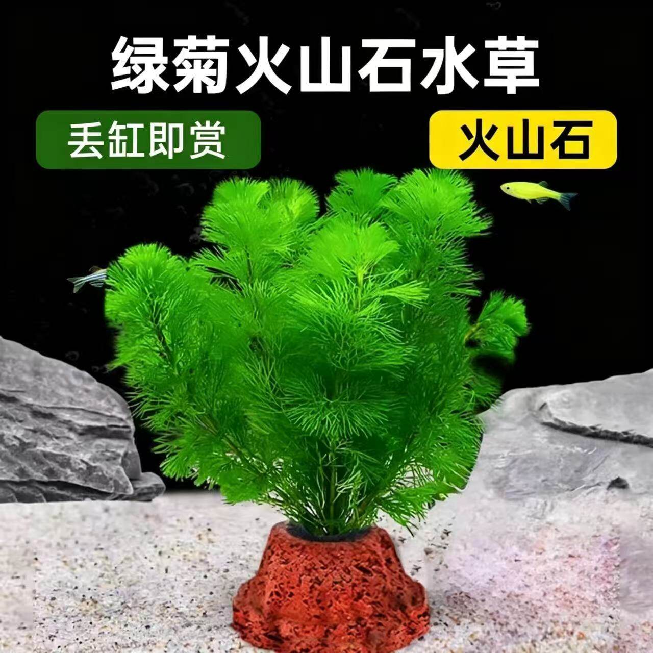 绿菊火山石水草培菌天然火山石制氧水草鱼缸造景水培阴性蜈蚣绿菊