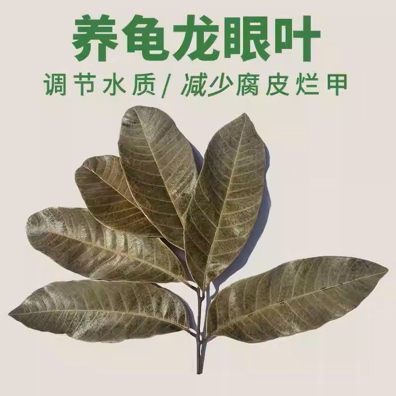 养龟免煮龙眼叶干腐皮烂甲调节水质乌龟躲避鱼缸龟缸生态植物造景,宠物/宠物食品及用品,造景/装饰,淘宝优惠券,粉丝福利购,淘宝优惠卷