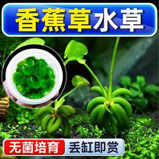 香蕉草水草植物铺底鱼缸真草造景养鱼增氧阴性水培净化绿植懒人