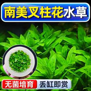 南美叉柱花水草植物铺底鱼缸真草造景养鱼增氧阴性水培净化绿植