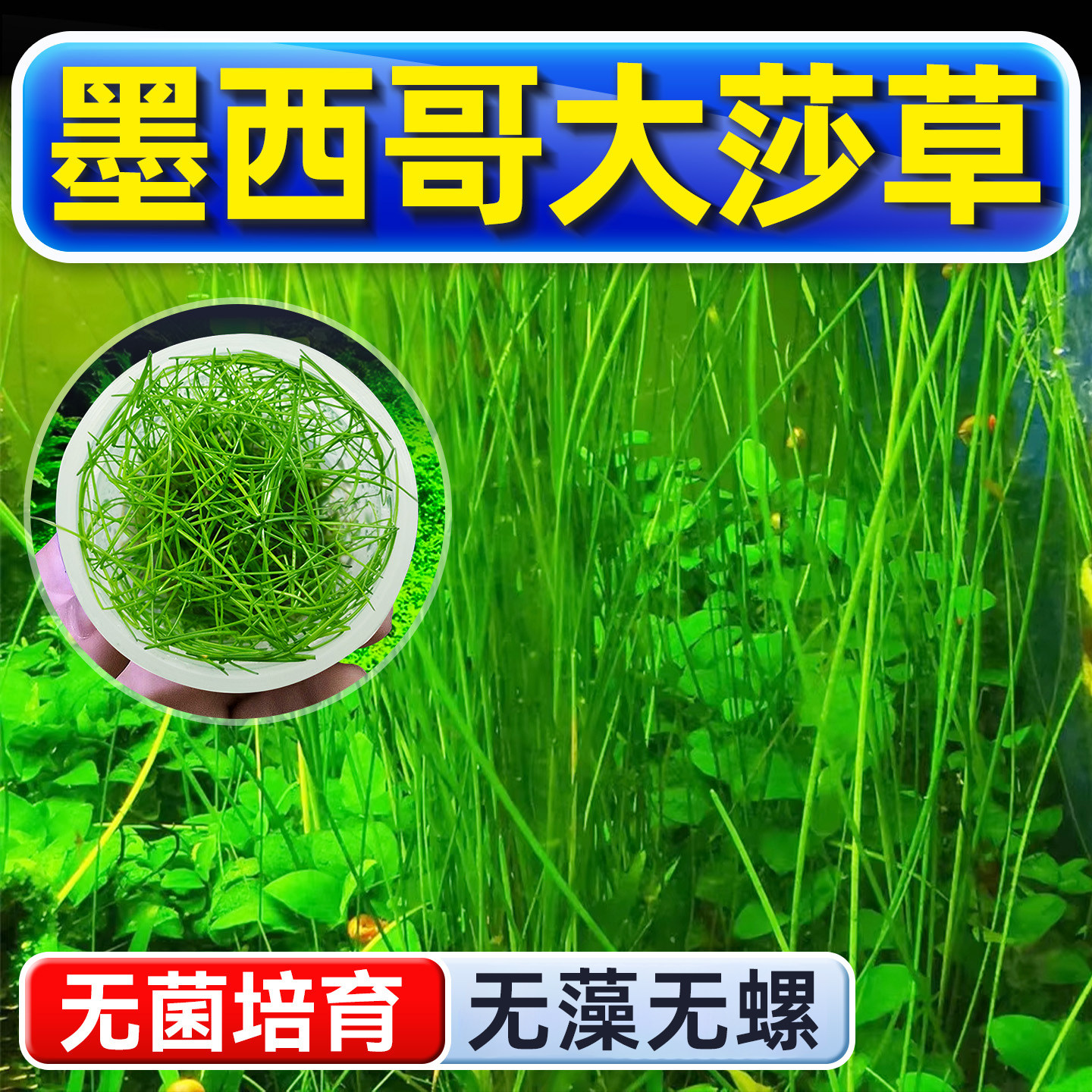墨西哥大莎草水草植物铺底鱼缸真草造景养鱼增氧阴性水培净化绿植