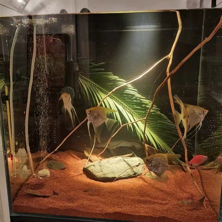 天然铁树叶沉叶鱼缸造景南美缸原生缸装饰树叶网红沉叶黄色树叶,宠物/宠物食品及用品,造景/装饰,淘宝优惠券,粉丝福利购,淘宝优惠卷