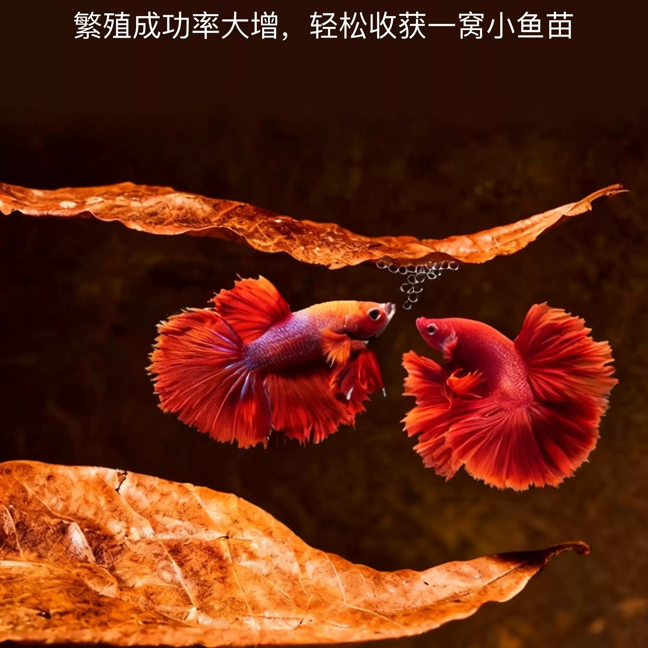 免煮天然榄仁叶斗鱼鱼缸ph调节剂酸碱度养龟龙眼叶套餐懒人叶造景,宠物/宠物食品及用品,造景/装饰,淘宝优惠券,粉丝福利购,淘宝优惠卷