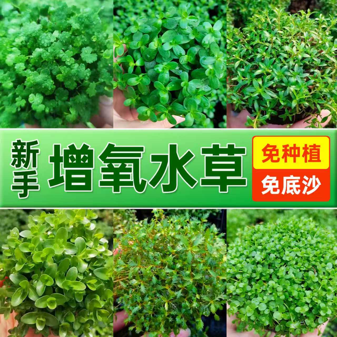 海洛伊鱼缸专用精品坨草