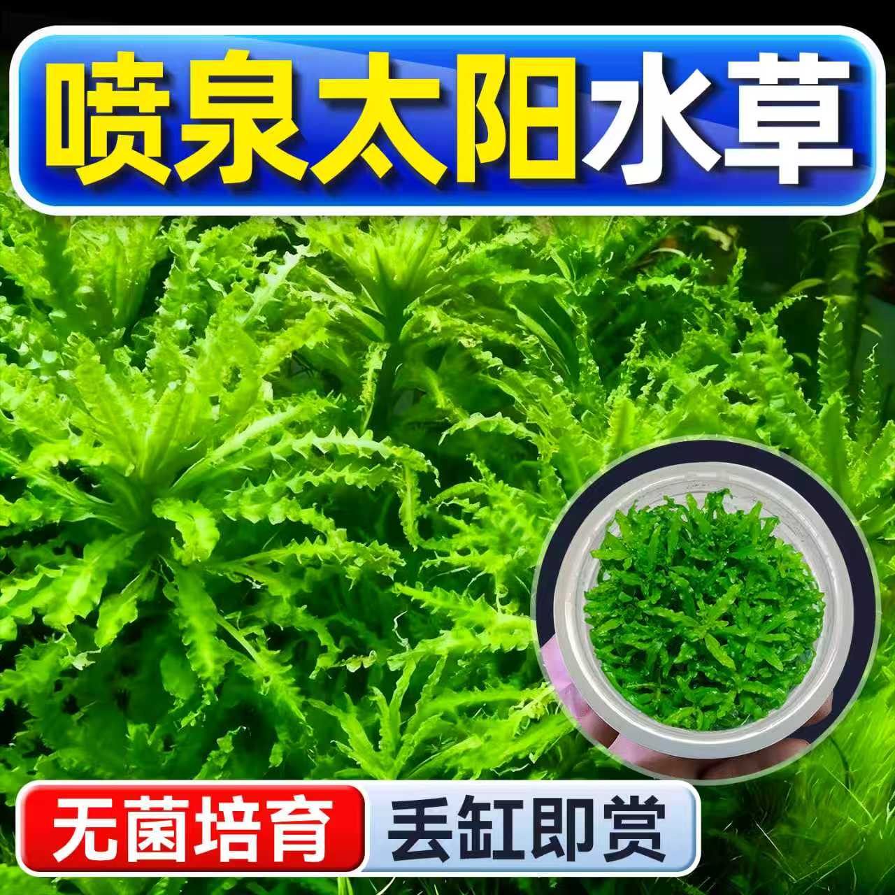 海洛伊鱼缸真草造景喷泉太阳水草