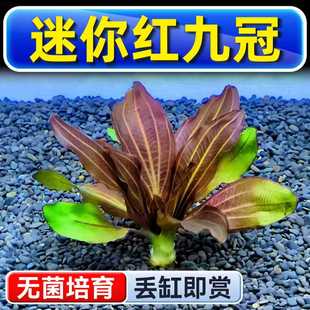 迷你红九冠水草植物铺底鱼缸真草造景养鱼增氧阴性水培净化绿植