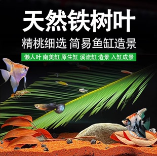 天然铁树叶沉叶鱼缸造景南美缸原生缸装饰树叶网红沉叶黄色树叶