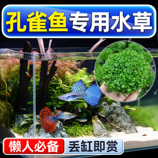 孔雀鱼专用水草坨草鱼缸造景水培绿植物阴性真草好养活体水下叶