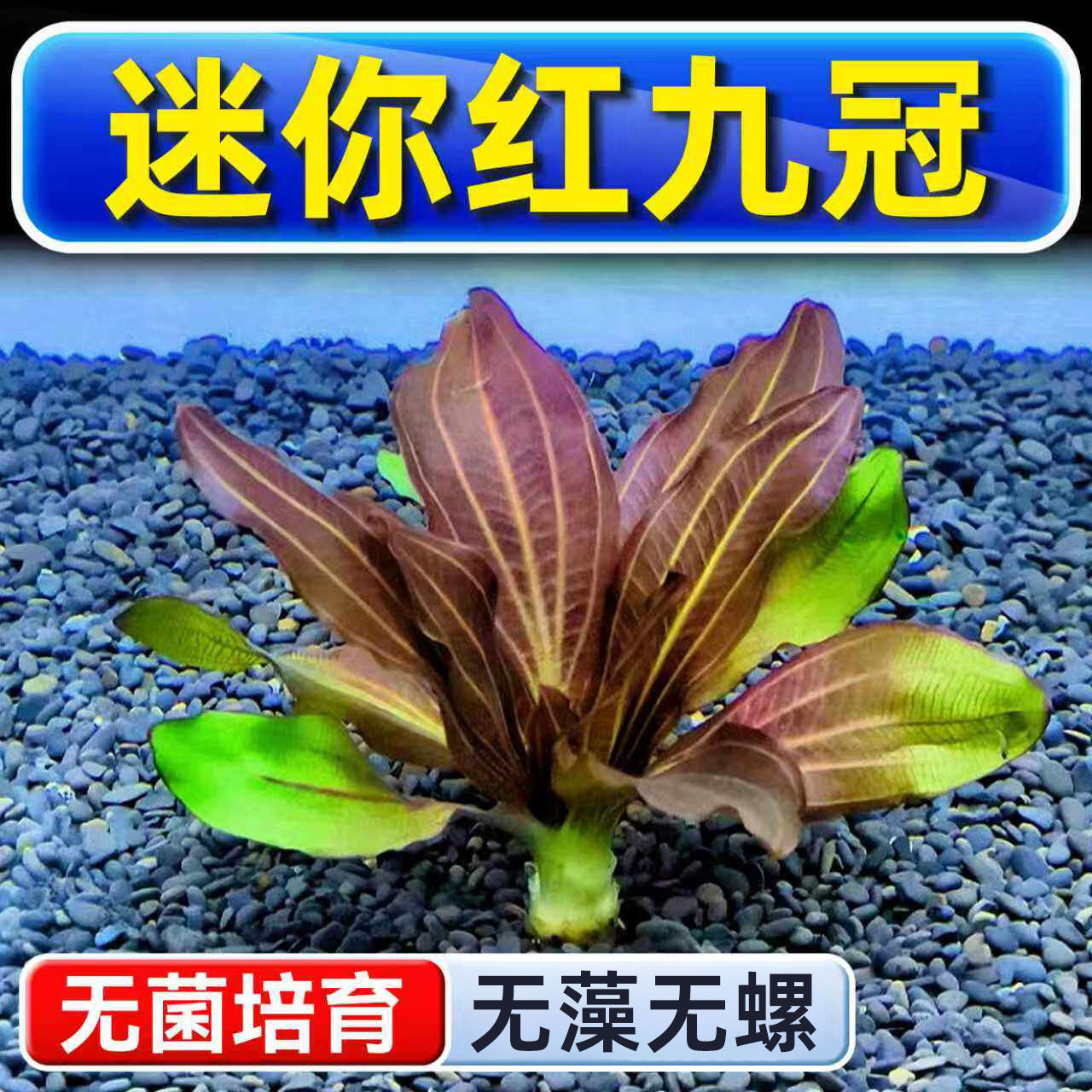 迷你红九冠水草植物铺底鱼缸真草造景养鱼增氧阴性水培净化绿植