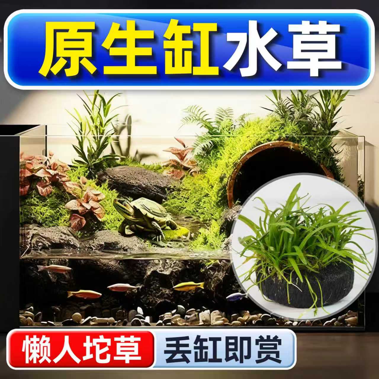 海洛伊原生缸专用水草坨草