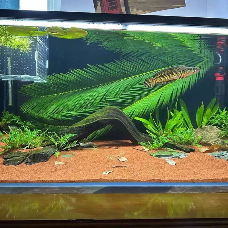 天然铁树叶沉叶鱼缸造景南美缸原生缸装饰树叶网红沉叶黄色树叶,宠物/宠物食品及用品,造景/装饰,淘宝优惠券,粉丝福利购,淘宝优惠卷