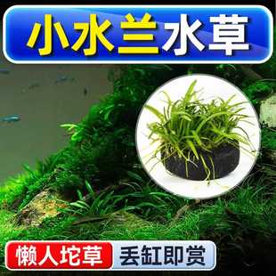 小水兰水草坨草鱼缸造景养鱼水培绿植物阴性真草新手懒人水下叶