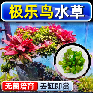 极乐鸟水草植物铺底鱼缸真草造景养鱼增氧阴性水培净化绿植懒人