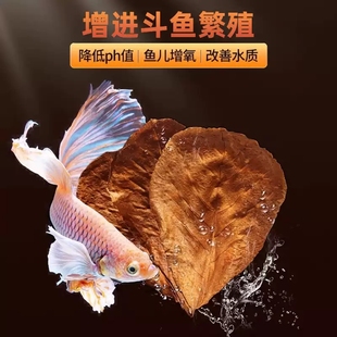 泰国斗鱼榄仁叶鱼缸ph调节剂酸碱度调节养龟龙眼叶套餐懒人叶造景