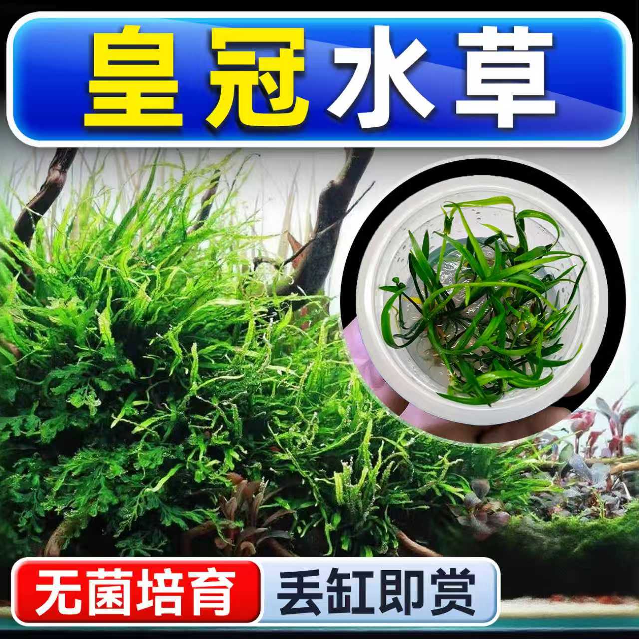 海洛伊鱼缸真草造景皇冠水草