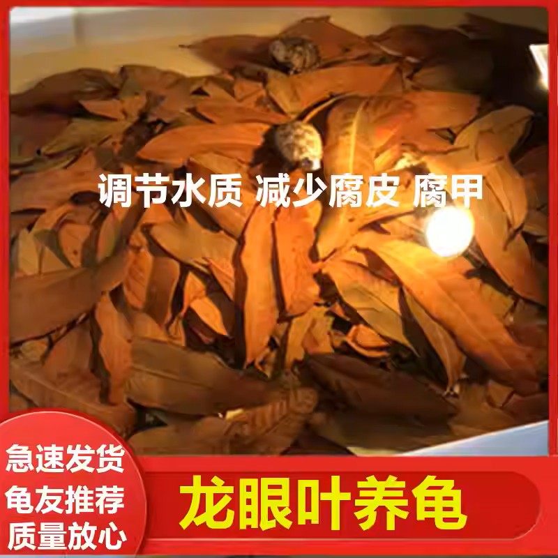 养龟免煮龙眼叶干腐皮烂甲调节水质乌龟躲避鱼缸龟缸生态植物造景,宠物/宠物食品及用品,造景/装饰,淘宝优惠券,粉丝福利购,淘宝优惠卷