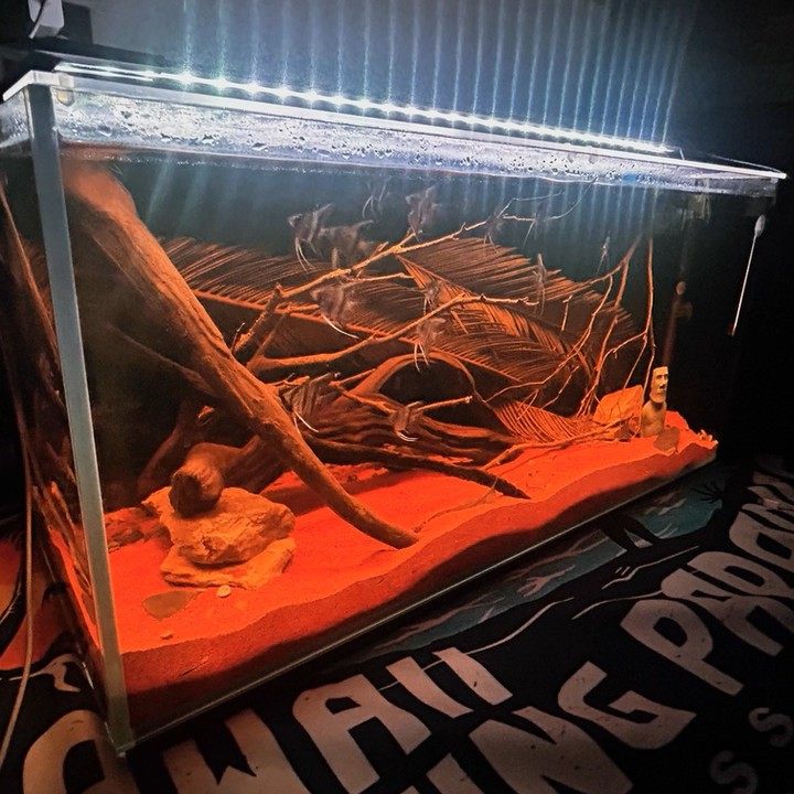 天然铁树叶沉叶鱼缸造景南美缸原生缸装饰树叶网红沉叶黄色树叶,宠物/宠物食品及用品,造景/装饰,淘宝优惠券,粉丝福利购,淘宝优惠卷