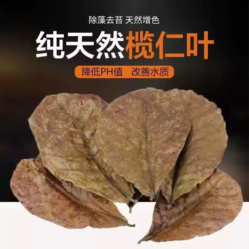 鱼缸榄仁叶自然降酸懒人叶斗鱼缸龟缸调节ph值改善水质天然橄榄叶,宠物/宠物食品及用品,PH调节剂,淘宝优惠券,粉丝福利购,淘宝优惠卷