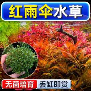 红雨伞水草坨草鱼缸造景养鱼水培绿植物阴性真草新手懒人水下叶